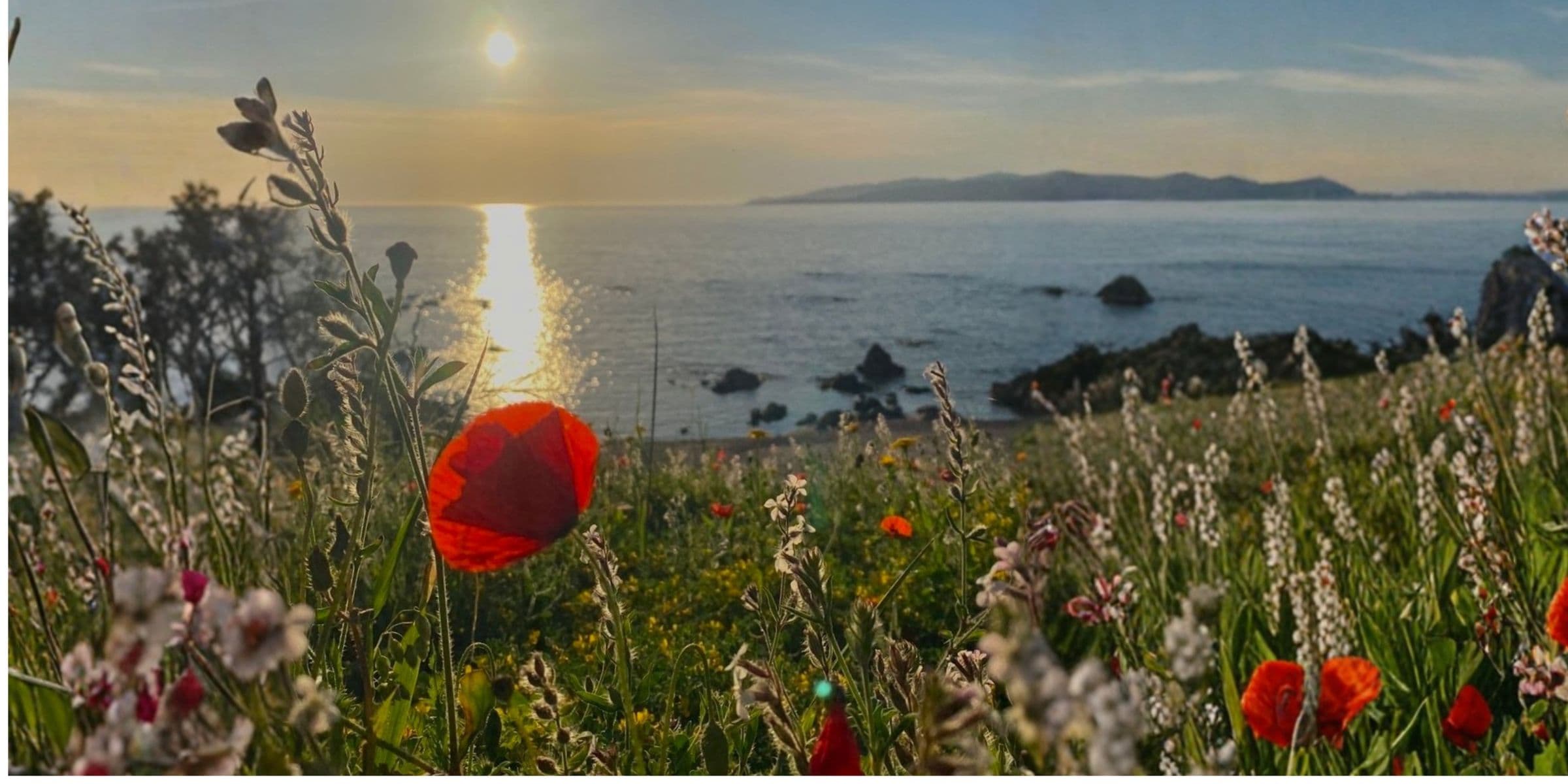 Coquelicots face à la mer au coucher du soleil.