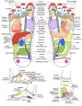 planche réflexologie